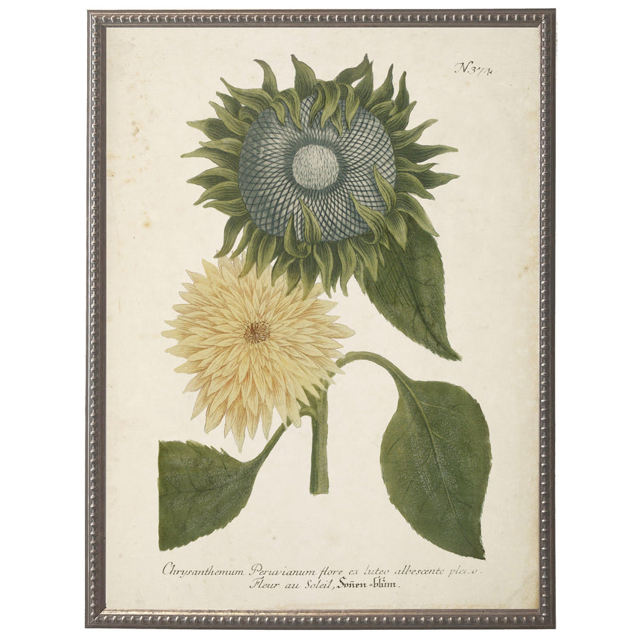 Vintage Sunflower Bookplate w/Distressed Background