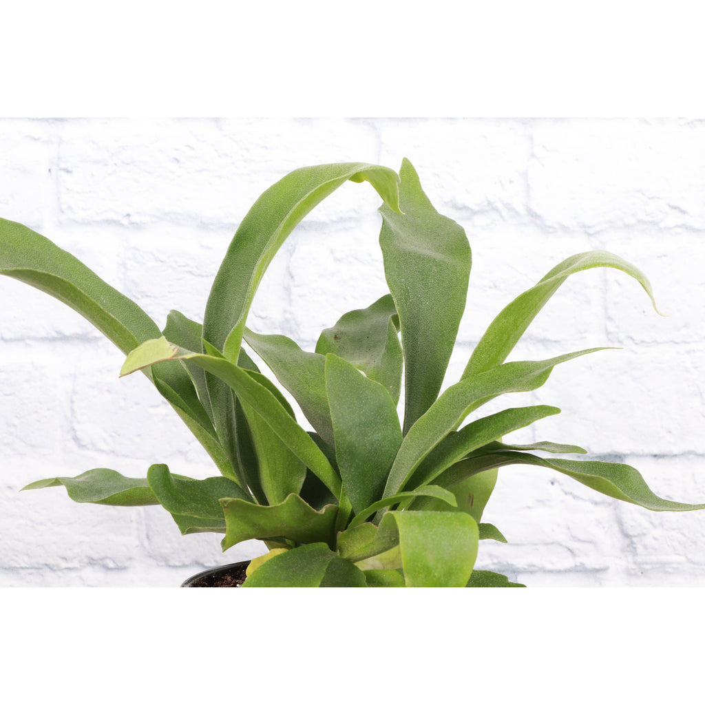 Live Plant | Staghorn Fern - 6" Pot