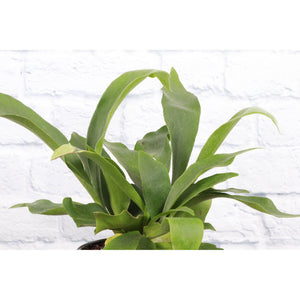 Live Plant | Staghorn Fern - 6" Pot