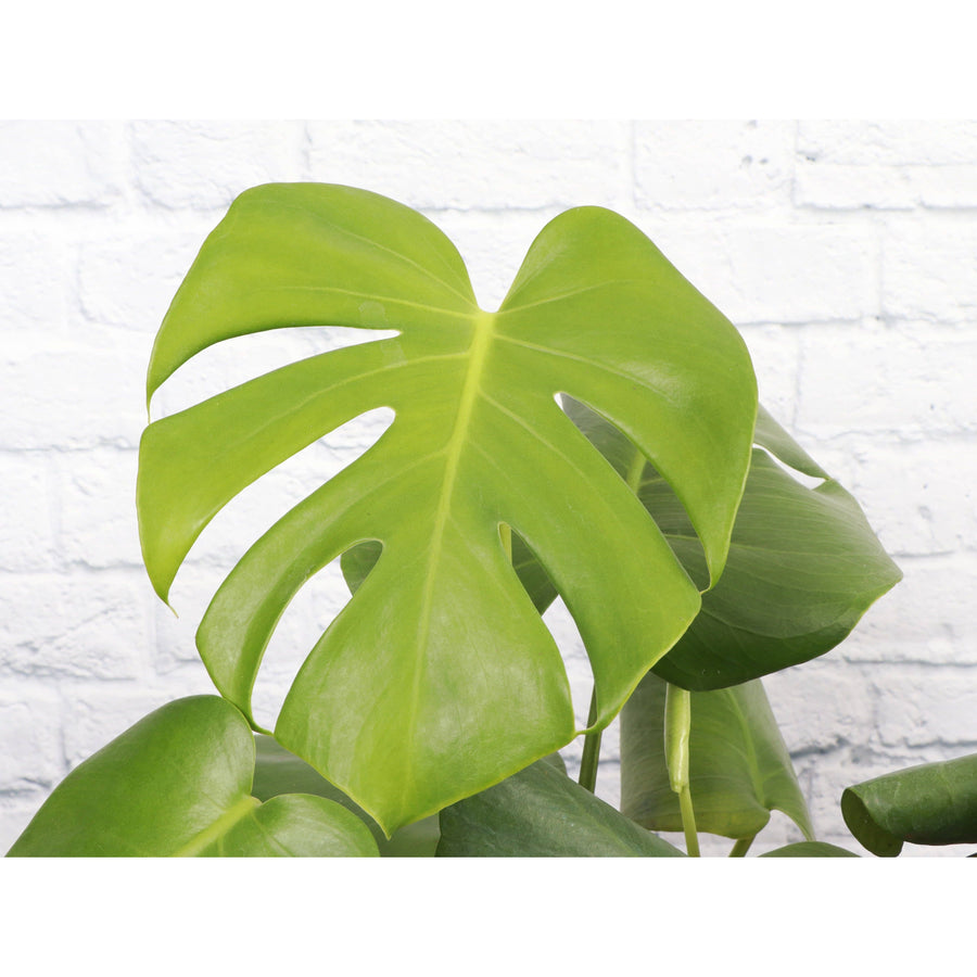 Live Plant | Monstera Deliciosa (Swiss Cheese Plant) - 4" Pot