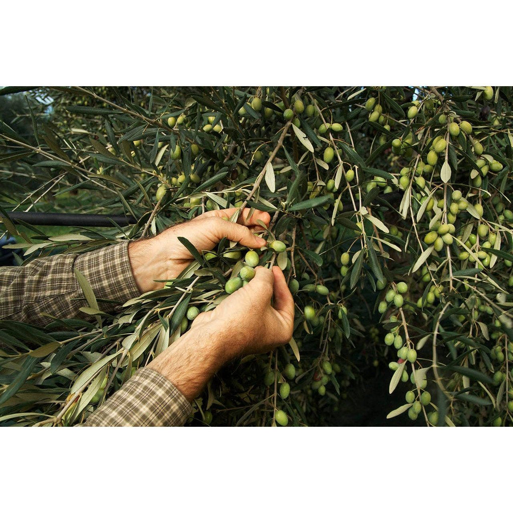 Zia Pia - Aromatic Herb EVOO Tin 250ml by Frantoio Galantino