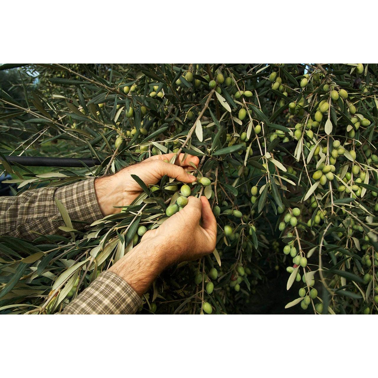 Zia Pia - Aromatic Herb EVOO Tin 250ml by Frantoio Galantino