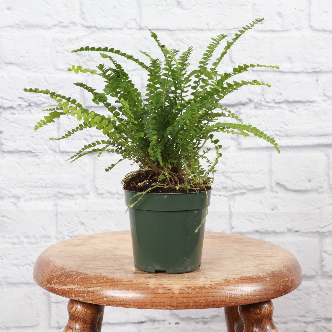 Live Plant | Lemon Button Fern - 4" Pot