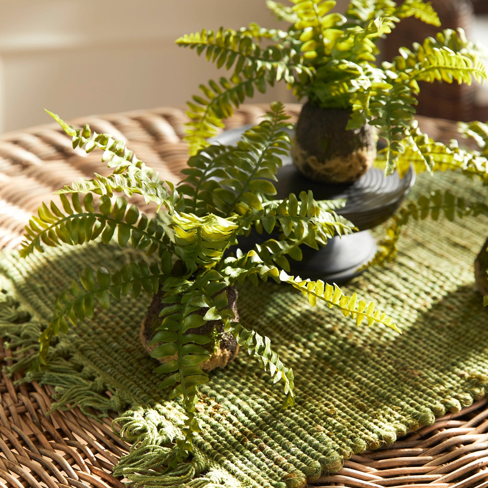 Boston Fern Drop-In