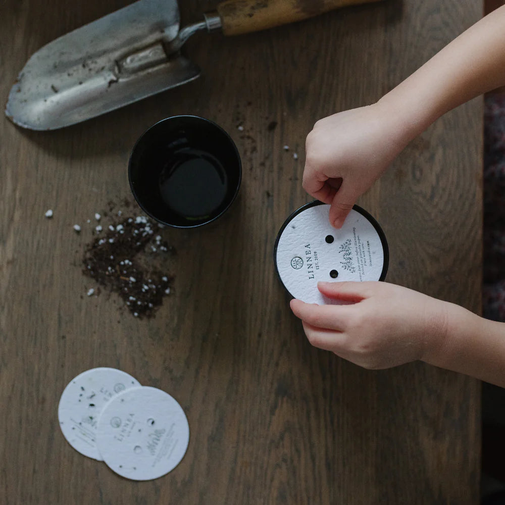 Linnea Candles | Botanik Collection | 2 Wick Candles