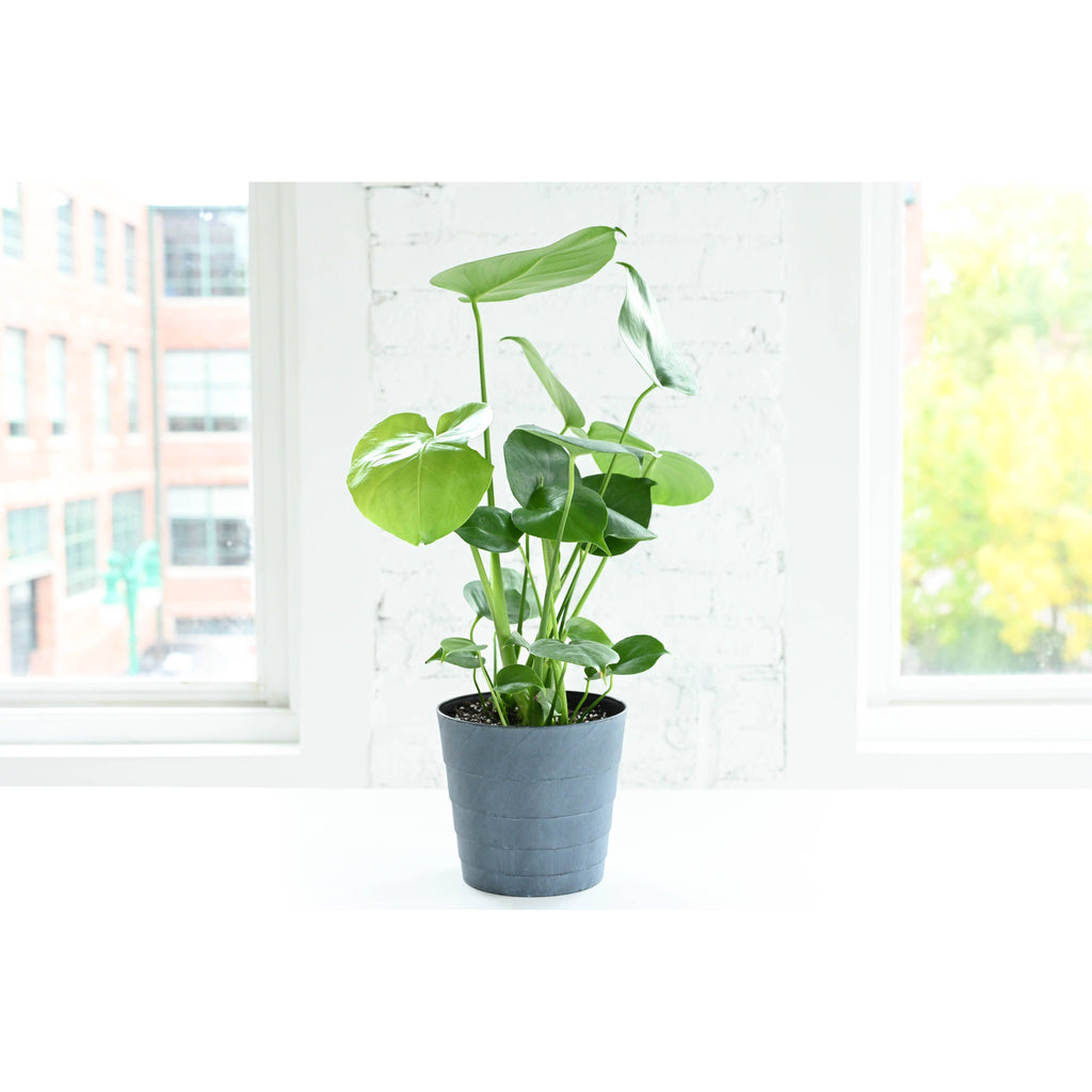 Live Plant | Monstera Deliciosa (Swiss Cheese Plant) - 4" Pot