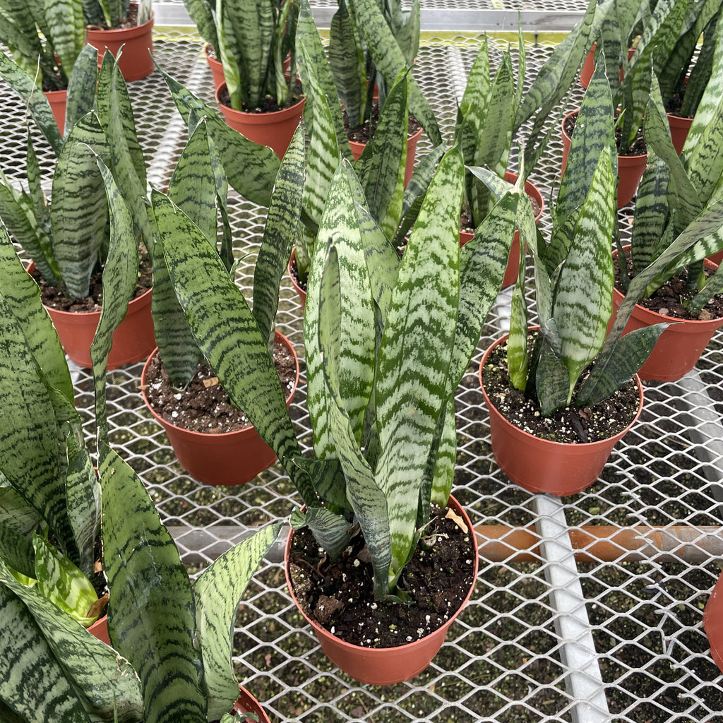 Live Plant | Snake Plant 'Zeylancia - 4" Pot