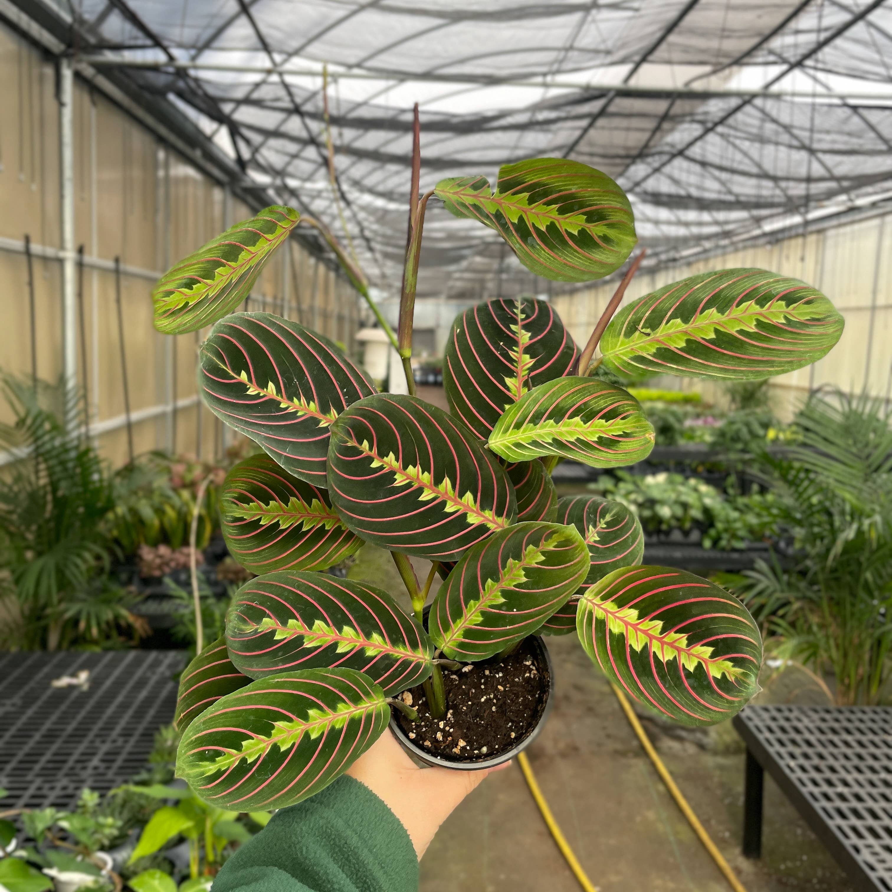 Live Plant | Red Prayer Plant -  4" Pot