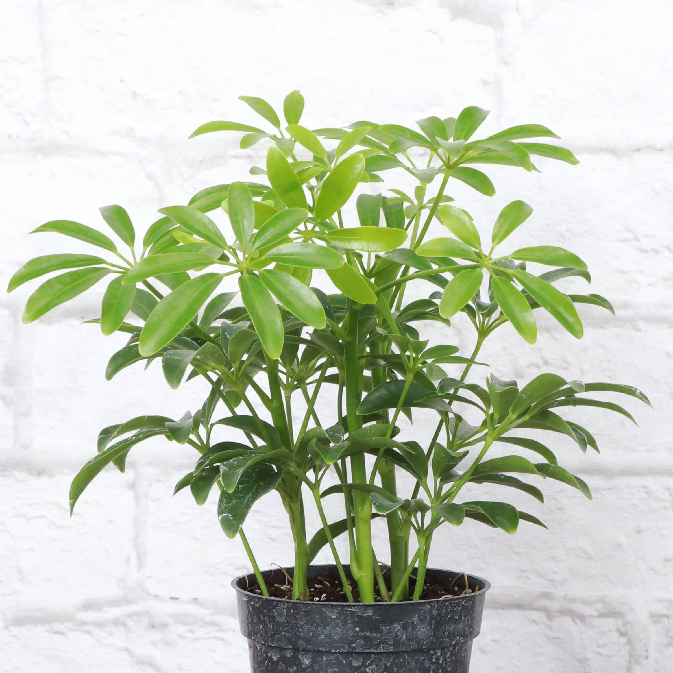 Live Plant | Umbrella Tree -  4" Pot