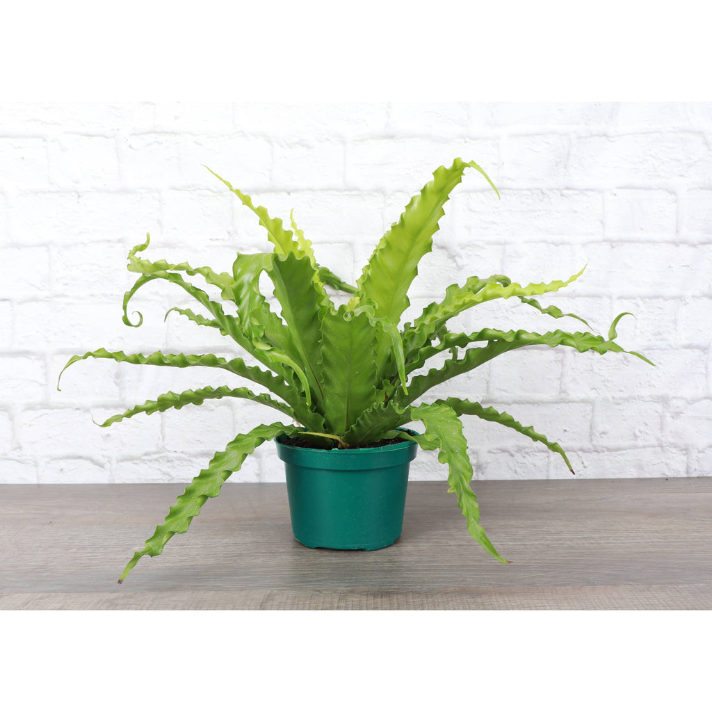 Live Plant | Victoria Bird's-Nest Fern - 6" Pot