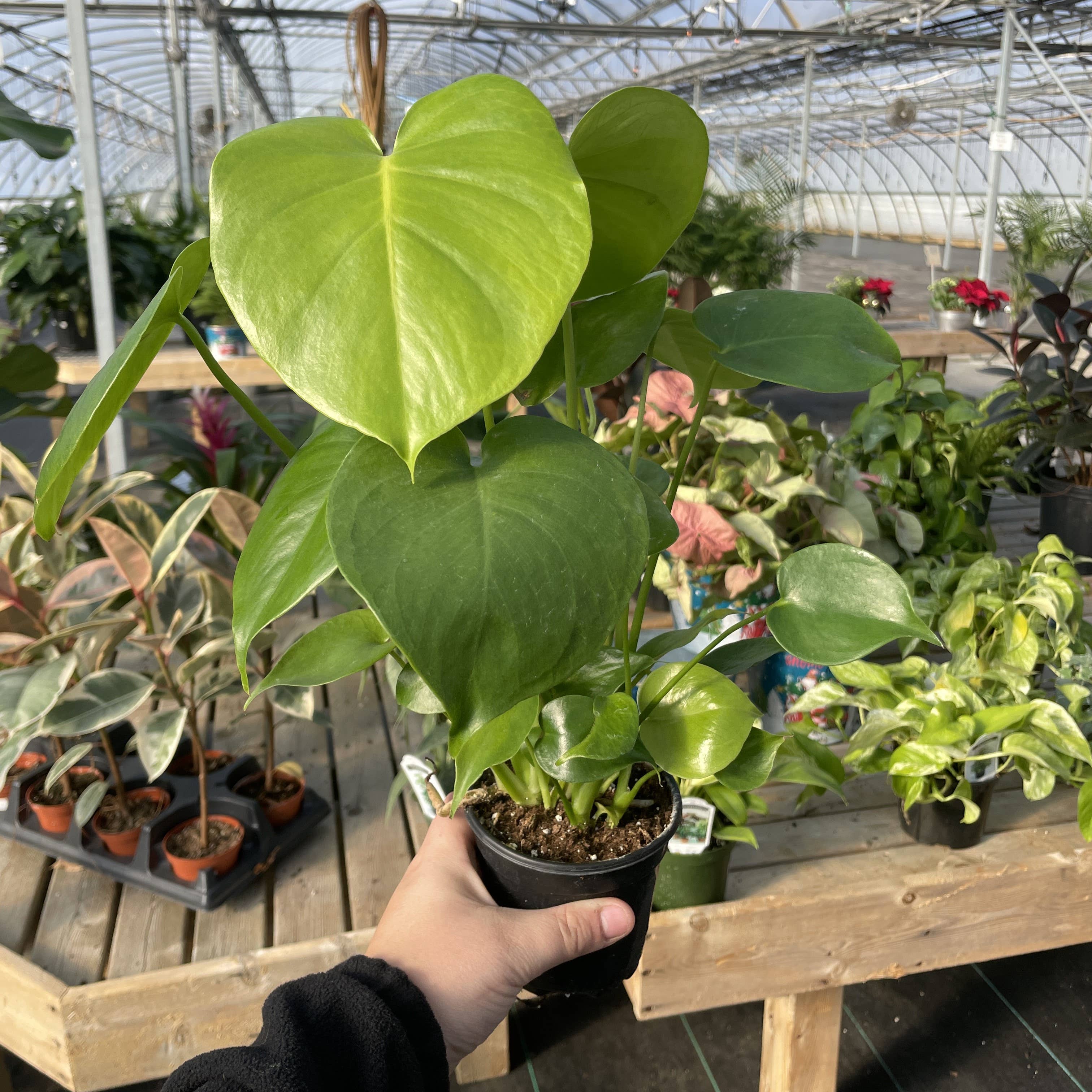 Live Plant | Monstera Deliciosa (Swiss Cheese Plant) - 4" Pot