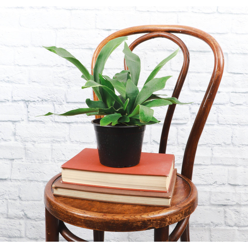 Live Plant | Staghorn Fern - 6" Pot