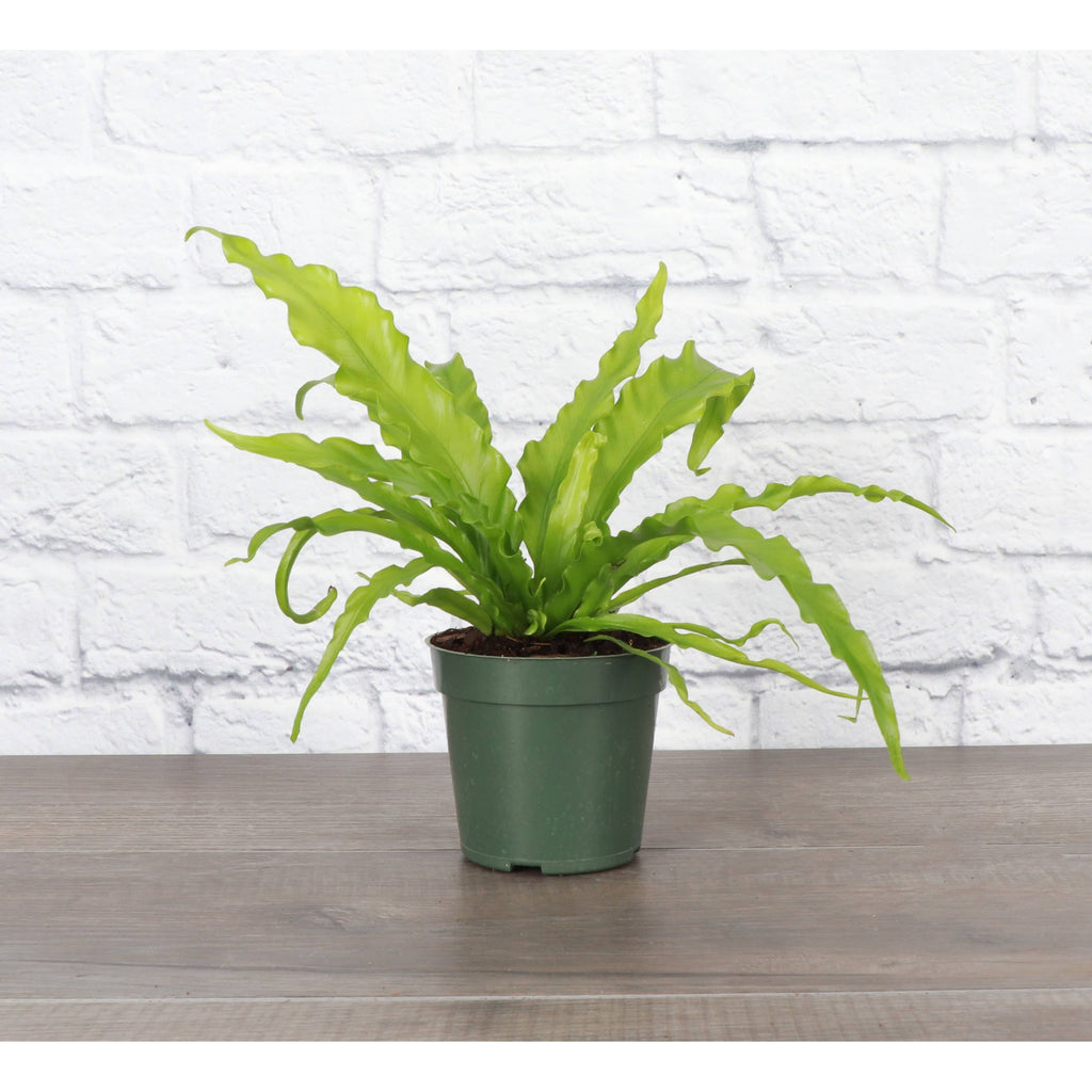 Live Plant | Victoria Bird's-Nest Fern - 6" Pot