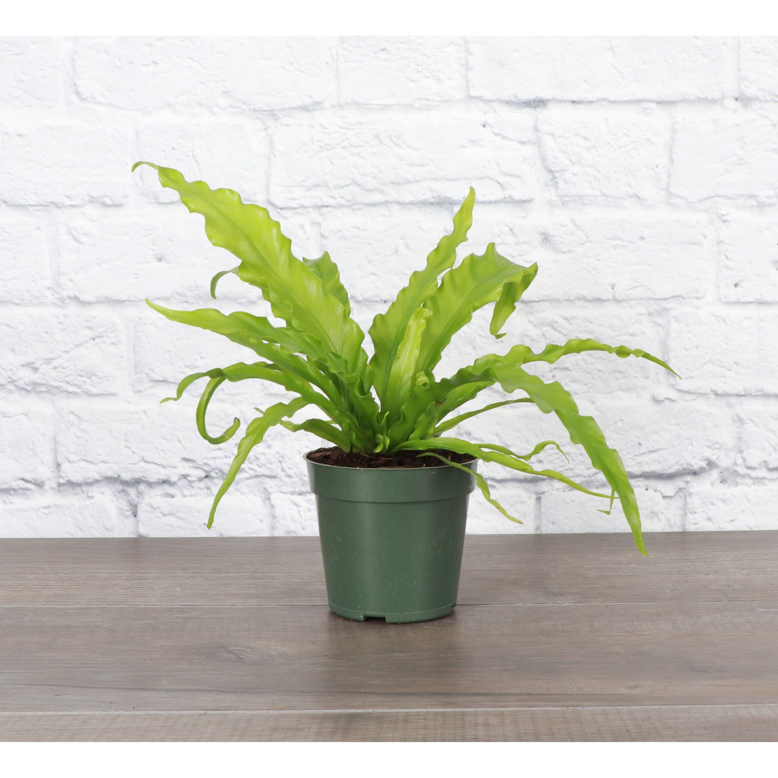 Live Plant | Victoria Bird's-Nest Fern - 6" Pot