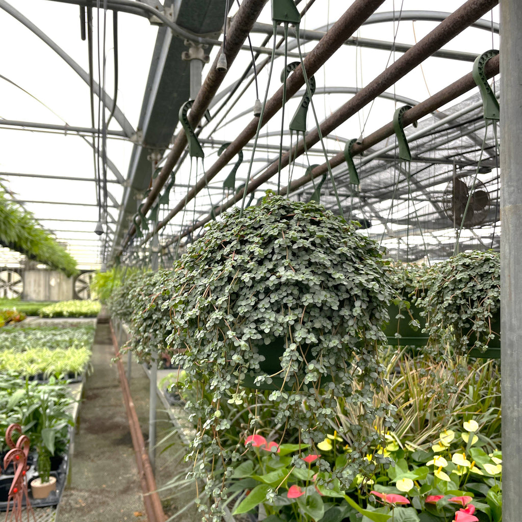 Live Plant | Pilea Aquamarine Plant (Baby Tears) Hanging