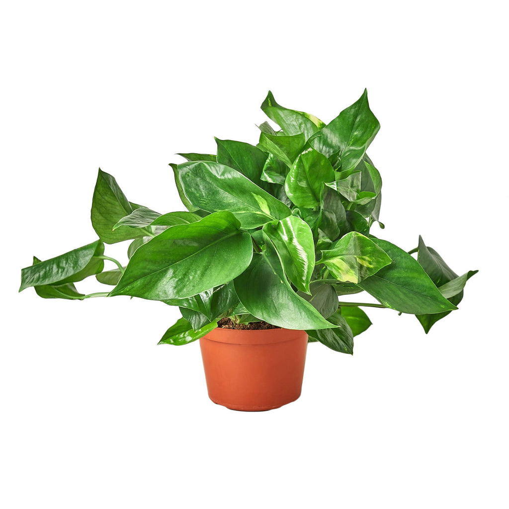 Live Plant | Pothos "Golden" | 6"