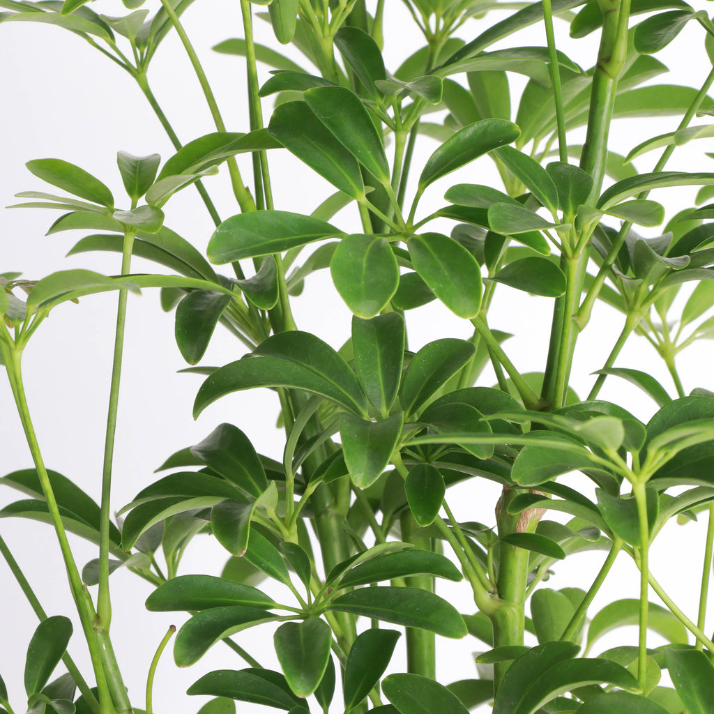 Live Plant | Umbrella Tree -  4" Pot