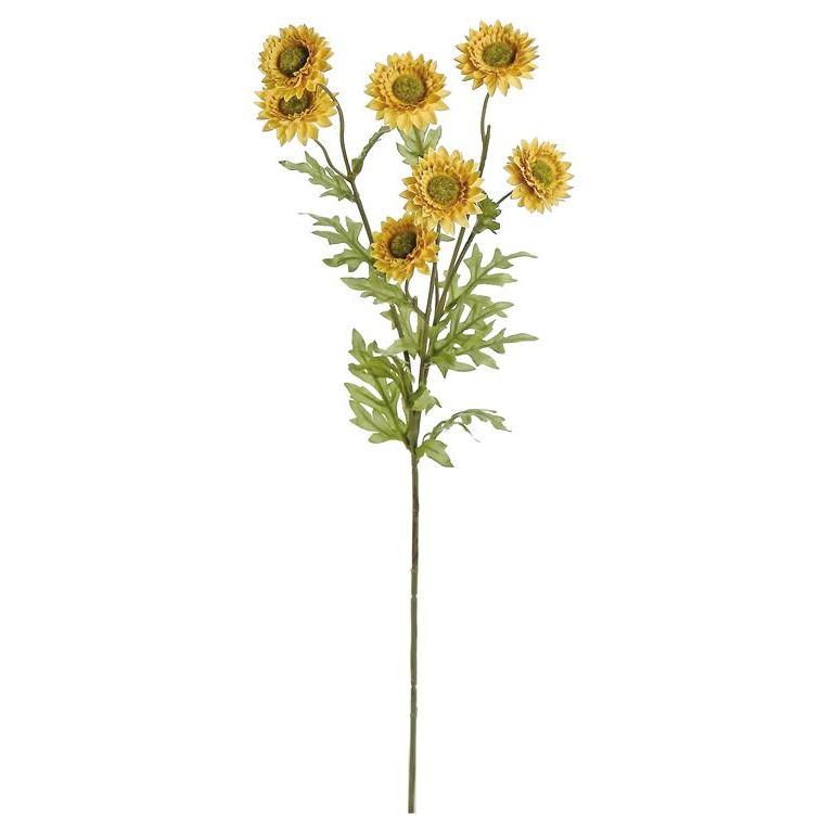 Strawflower | Mustard