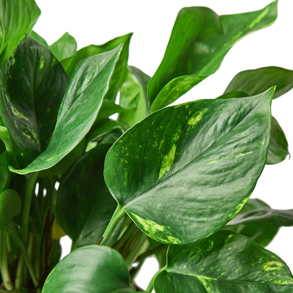 Live Plant | Pothos "Golden" | 6"