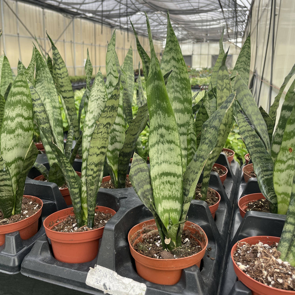 Live Plant | Snake Plant 'Zeylancia - 4" Pot