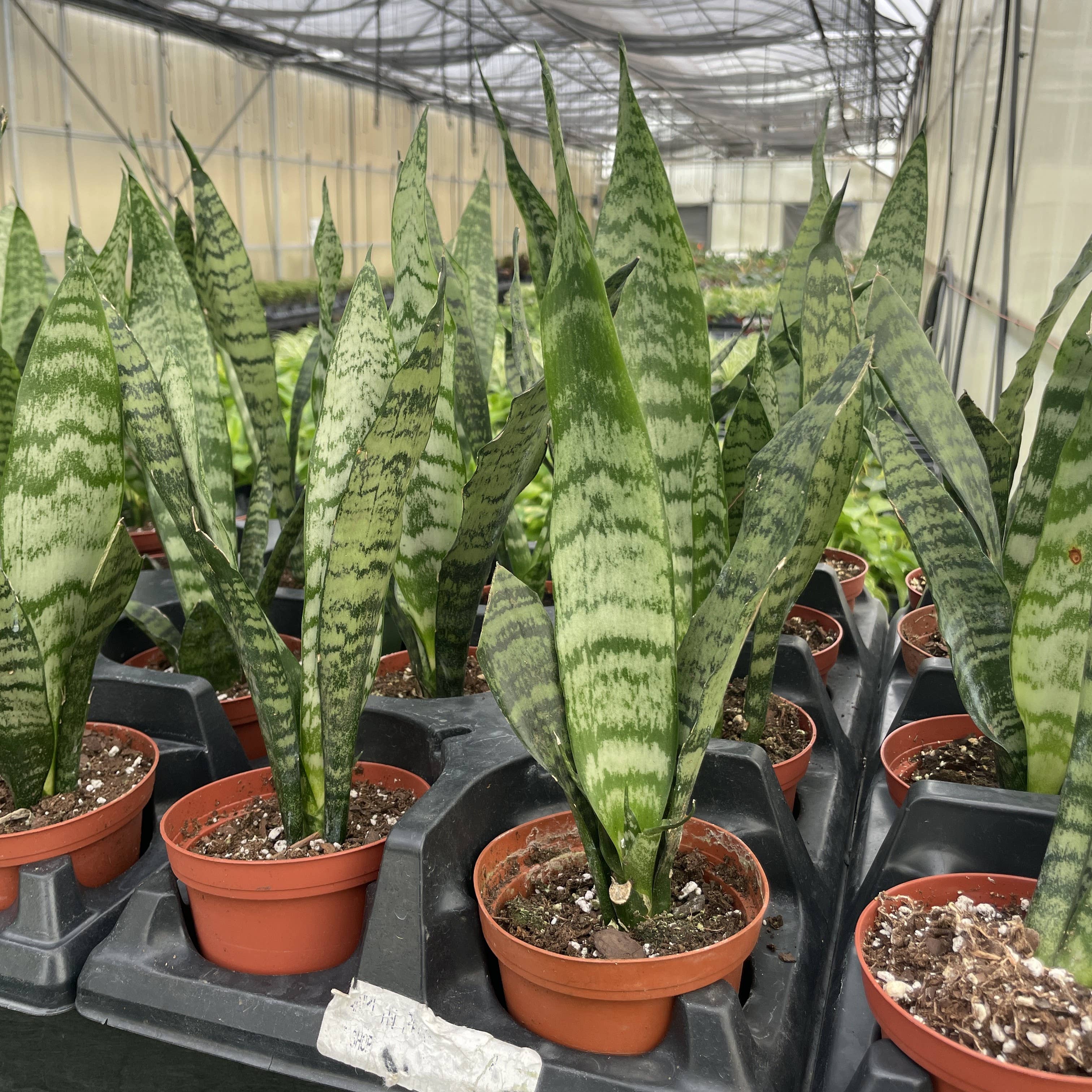 Live Plant | Snake Plant 'Zeylancia - 4" Pot