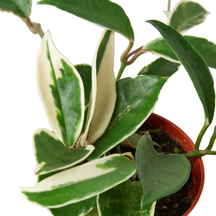 Live Plant | "Hoya Crimson Queen" | 6"