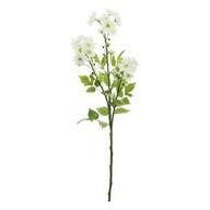 Aster Daisy Spray | White