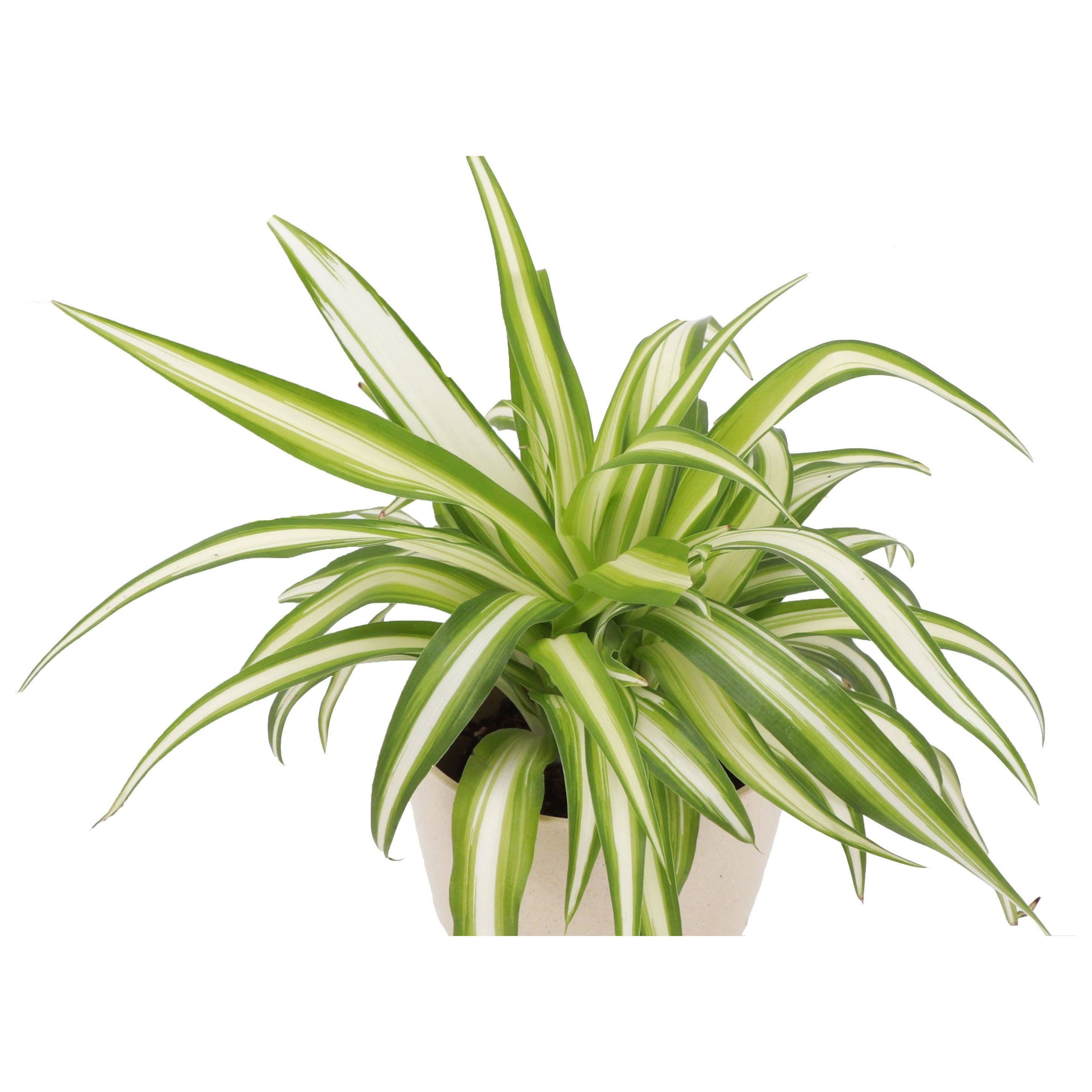 Live Plant | Spider Plant - 4" Pot