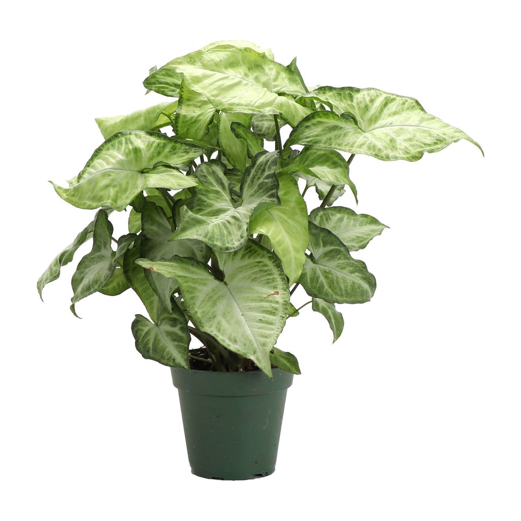 Live Plant | Asst. Butterfly Syngonium - 3" Pot