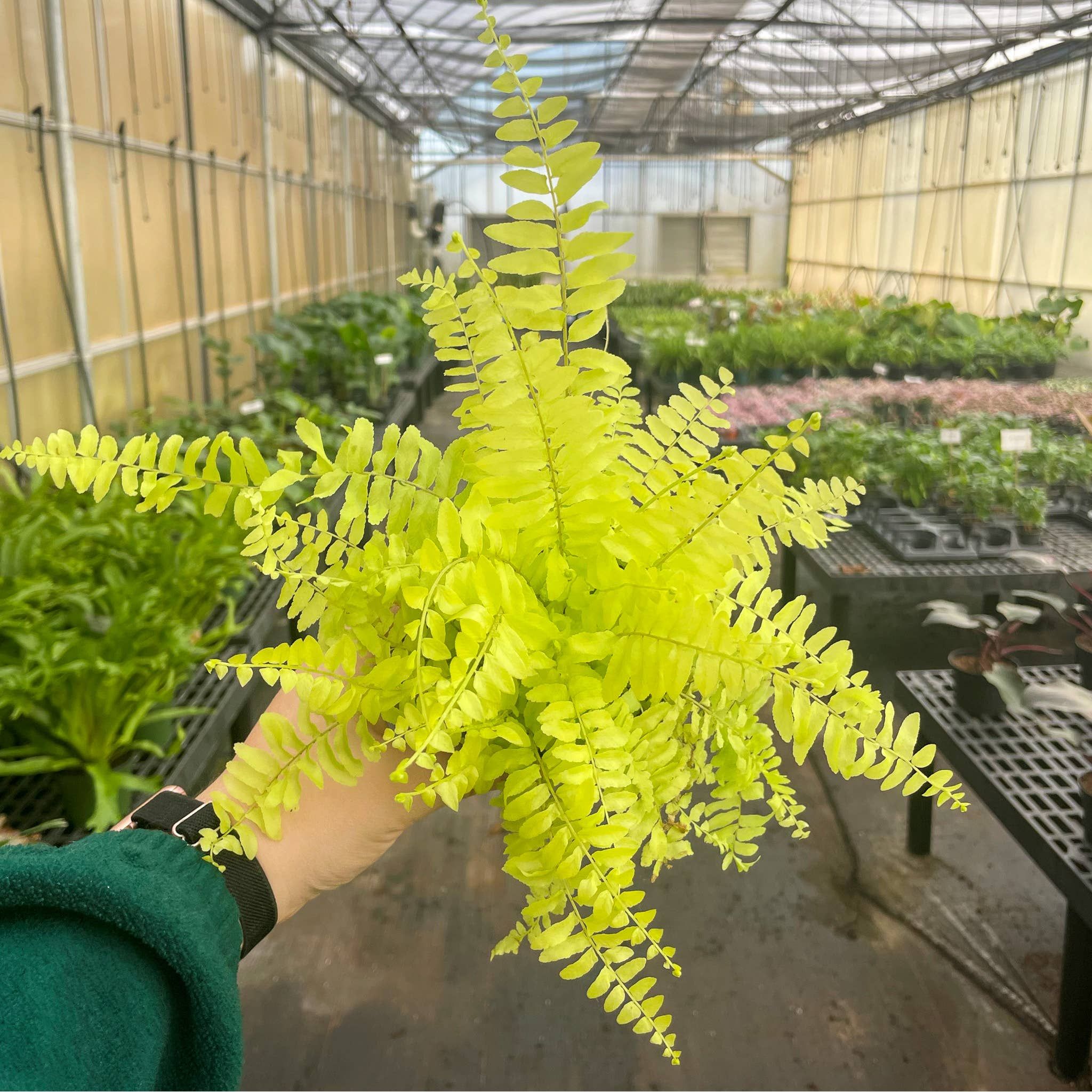 Live Plant | Rita's Gold Boston Fern - 4" Pot