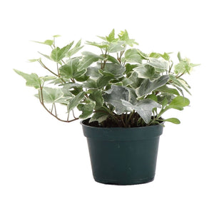 Live Plant | English Ivy - 4" Pot