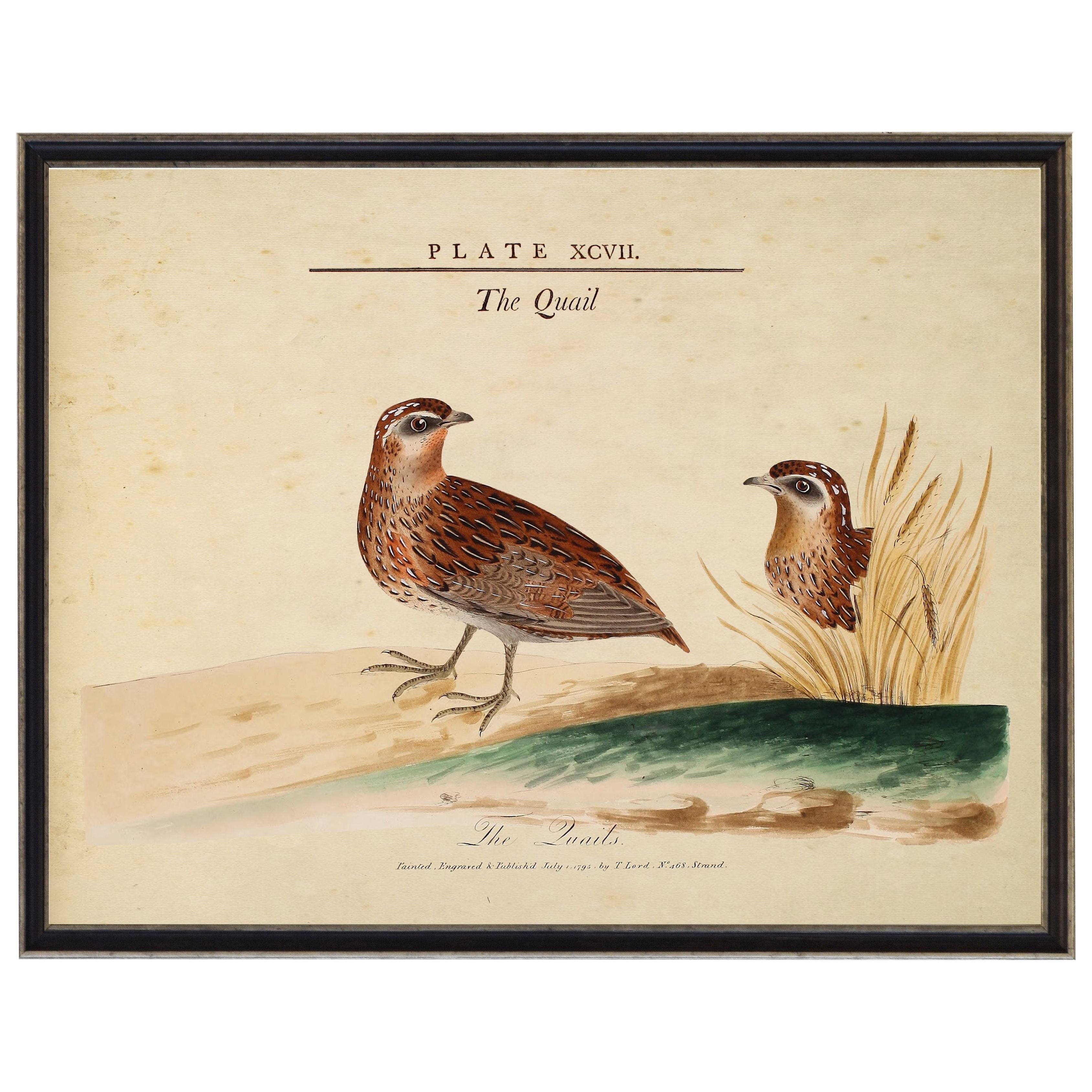Vintage Quail illustration