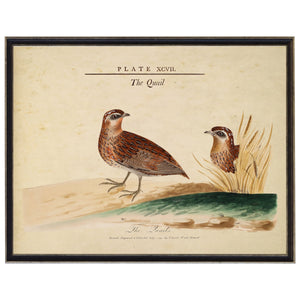 Vintage Quail illustration