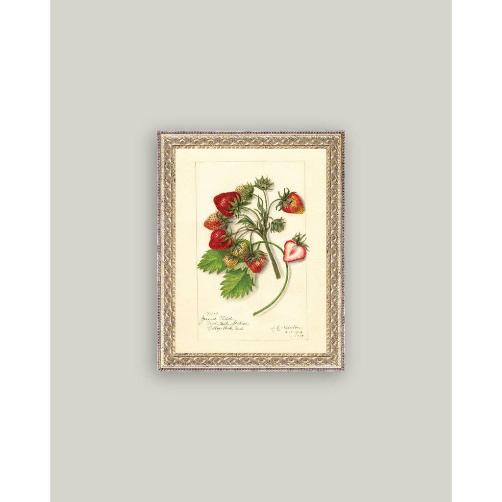 Framed Antique Art | Study of Strawberries - 5x7