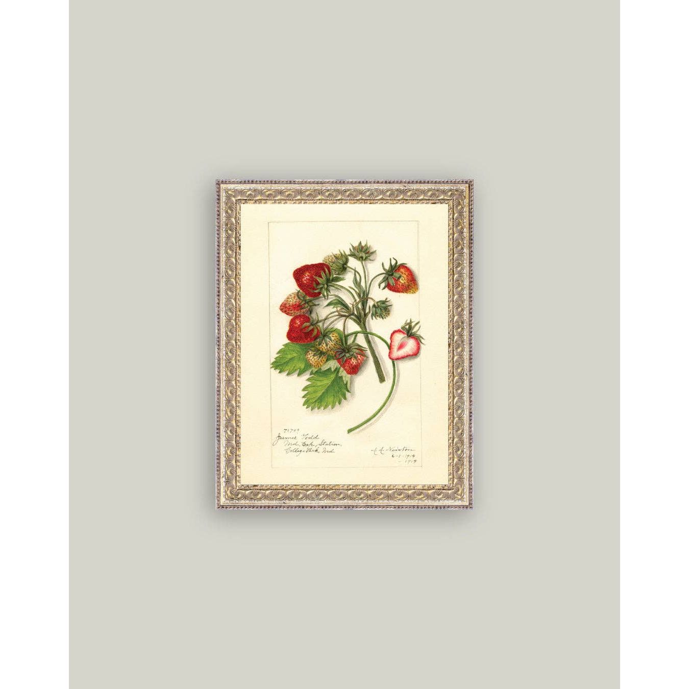 Framed Antique Art | Study of Strawberries - 5x7
