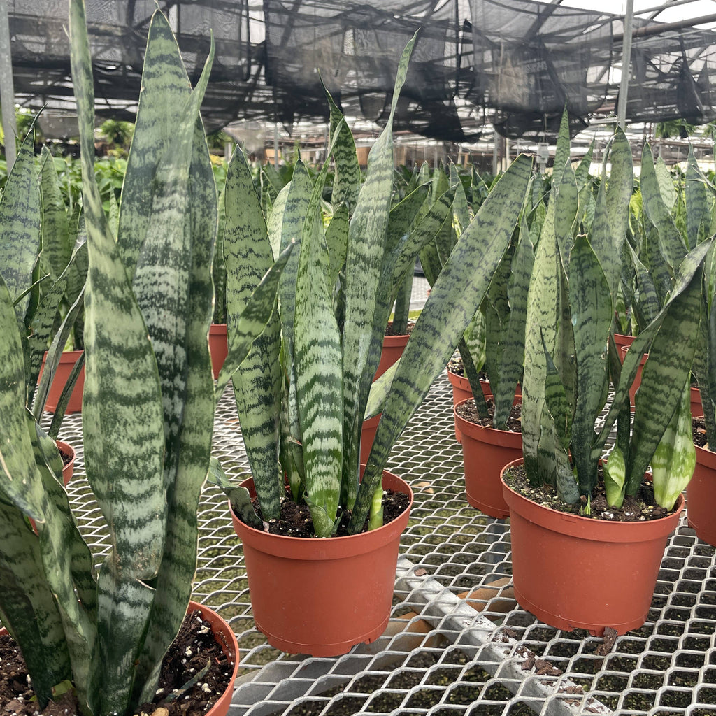 Live Plant | Snake Plant 'Zeylancia - 3" Pot