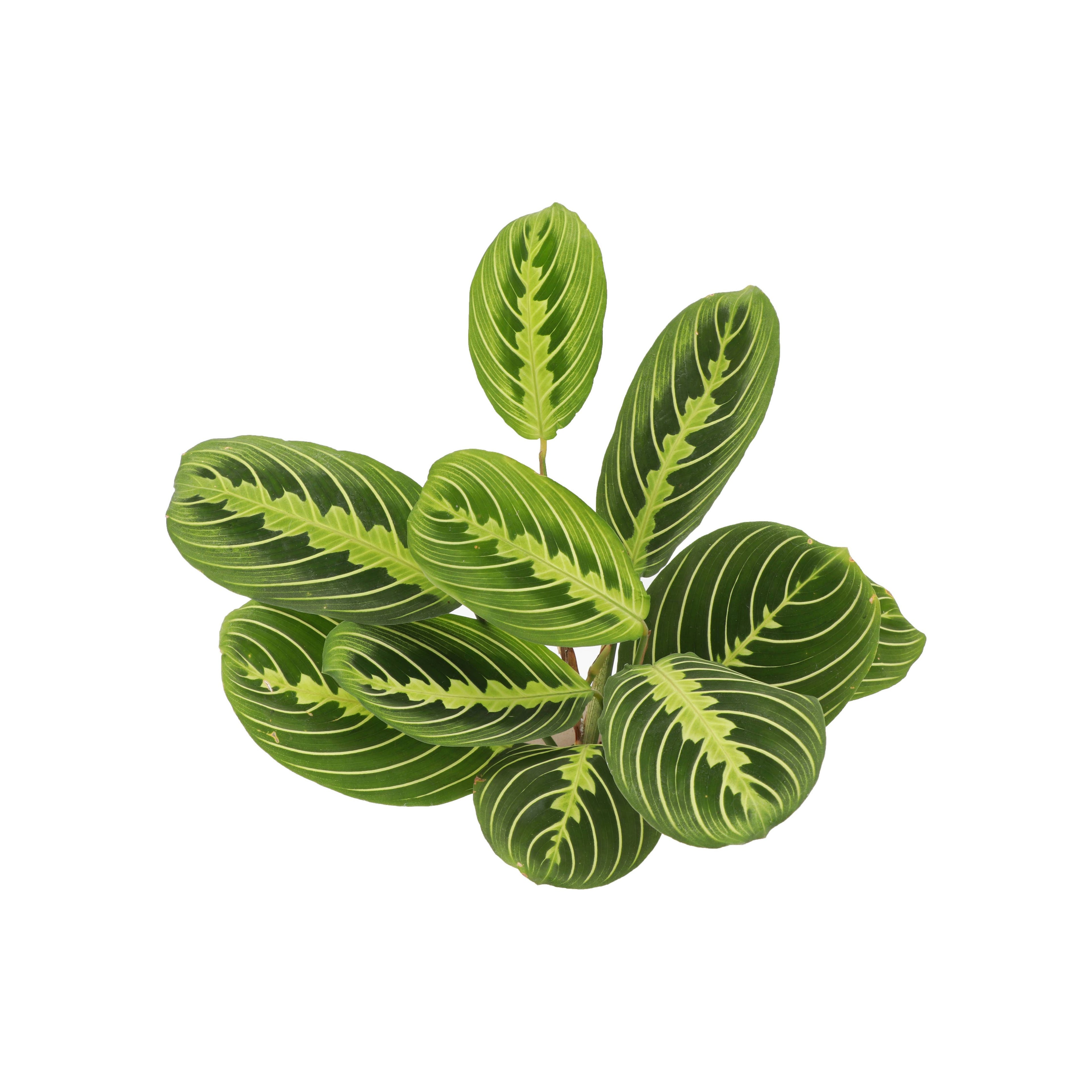 Live Plant Lemon Lime Prayer Plant -  4" Pot