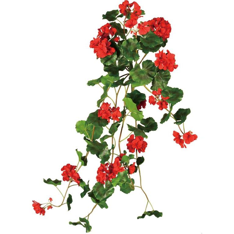 Geranium Hanging Bush | Red