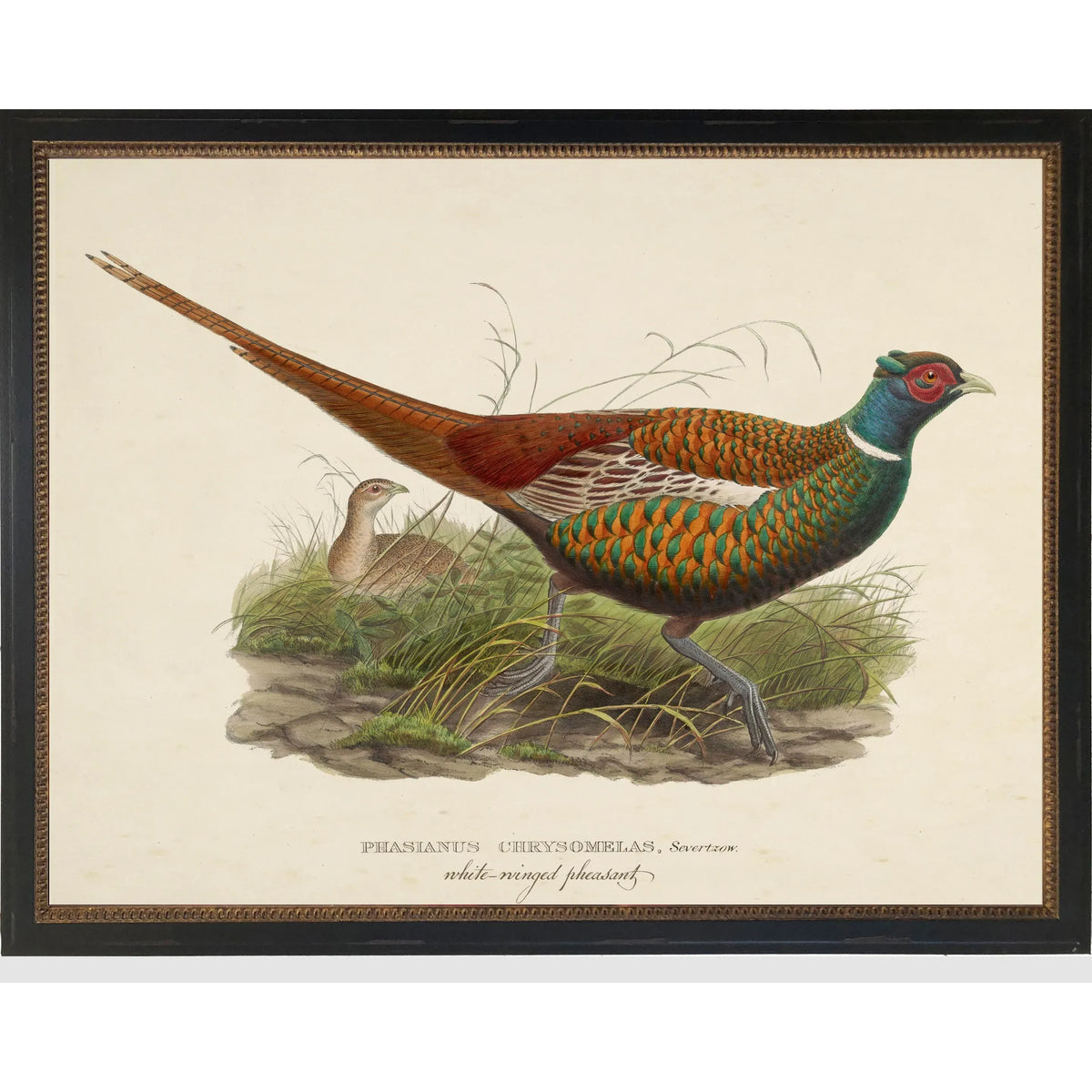 Vintage Pheasant Bookplate