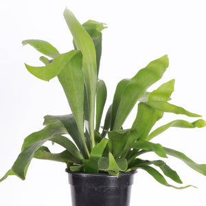 Live Plant | Staghorn Fern - 6" Pot