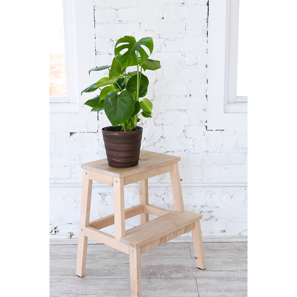 Live Plant | Monstera Deliciosa (Swiss Cheese Plant) - 4" Pot