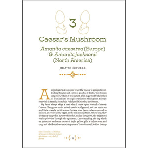 Mushroom Foraging & Feasting
