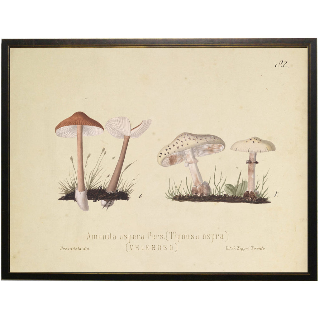 Mushroom Pair B