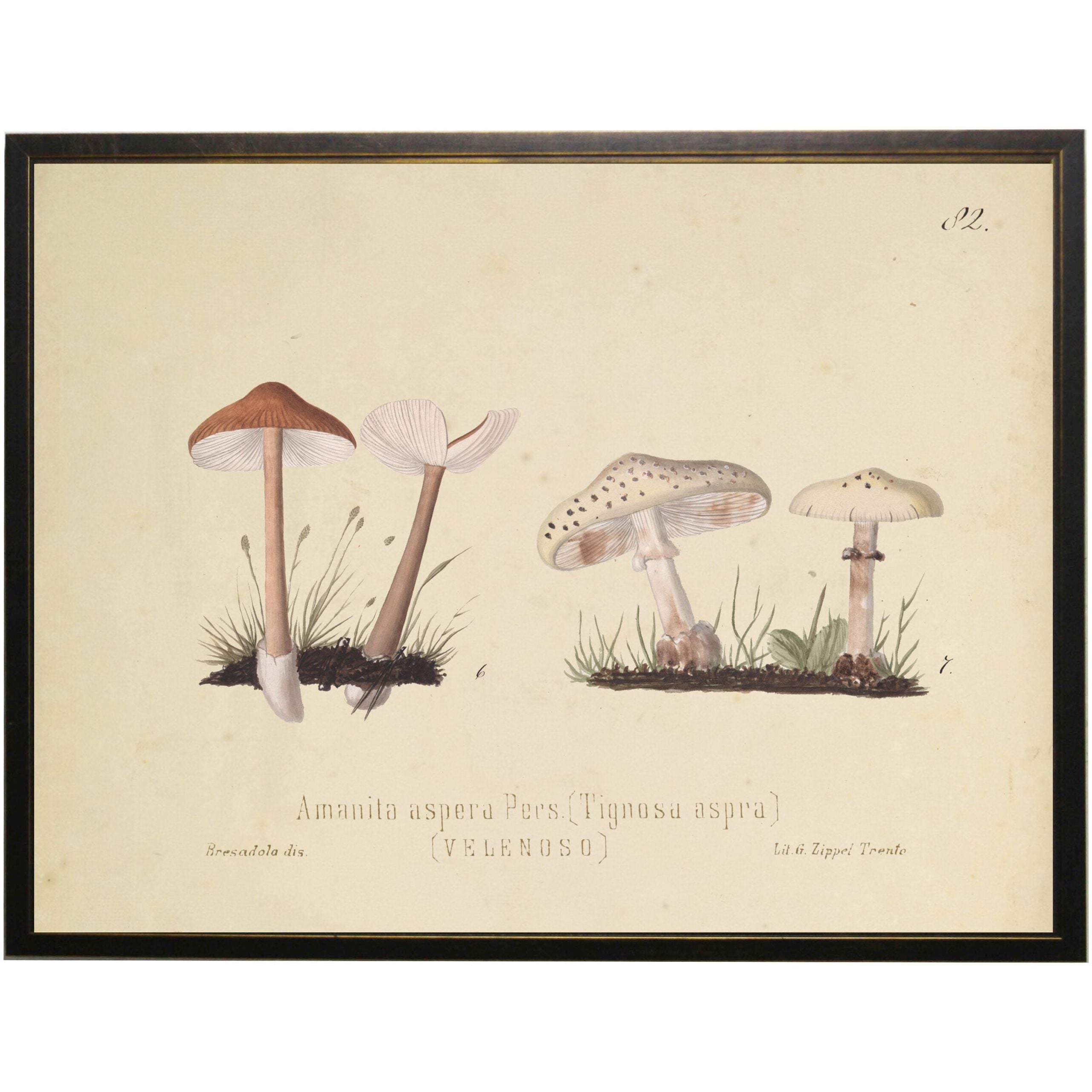Mushroom Pair B