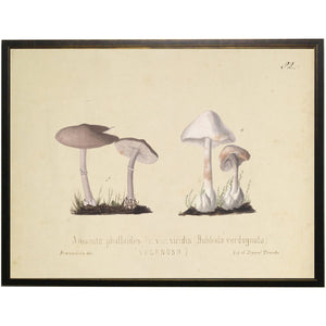 Mushroom Pair C