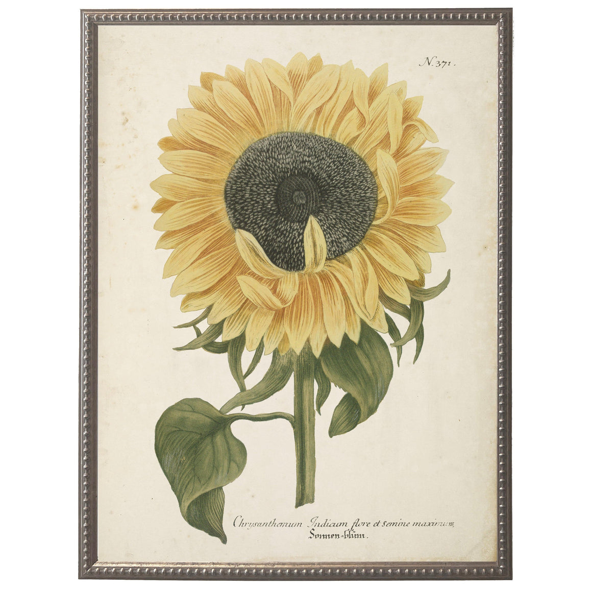 Vintage Sunflower Bookplate w/Distressed Background