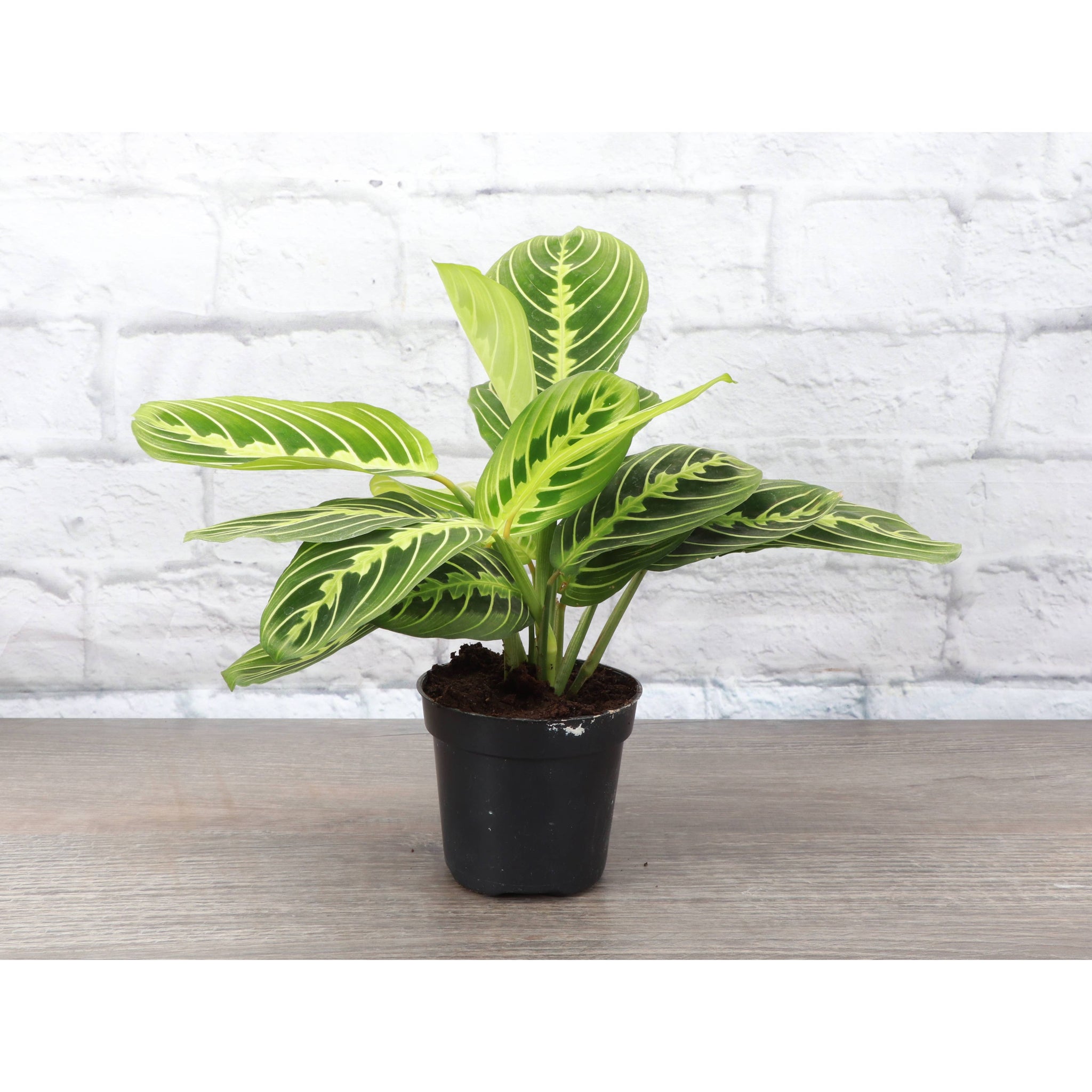 Live Plant Lemon Lime Prayer Plant -  4" Pot