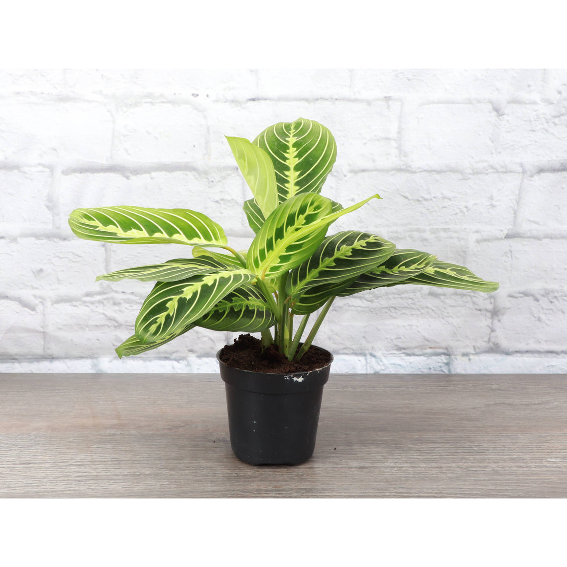 Live Plant Lemon Lime Prayer Plant -  4" Pot