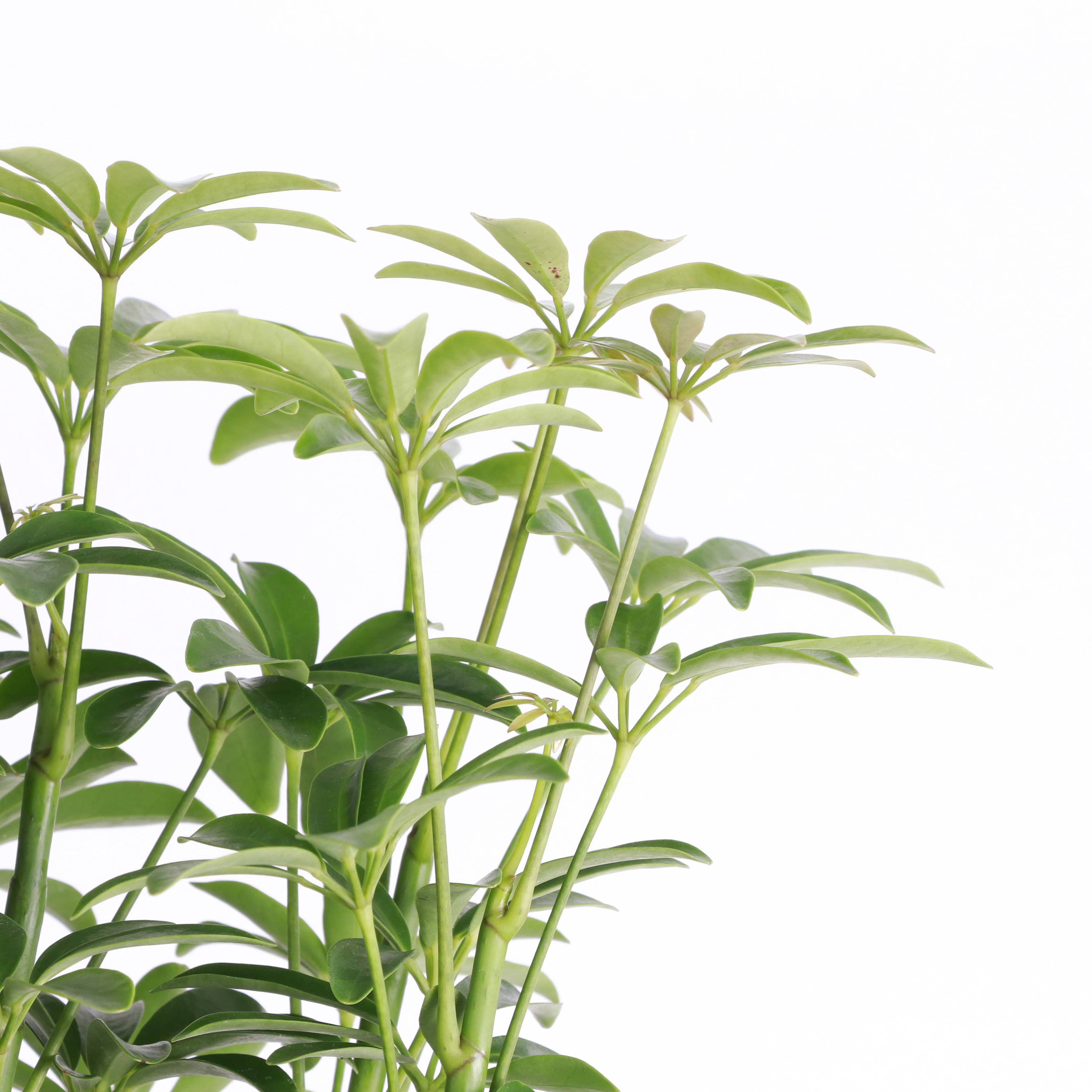 Live Plant | Umbrella Tree -  4" Pot