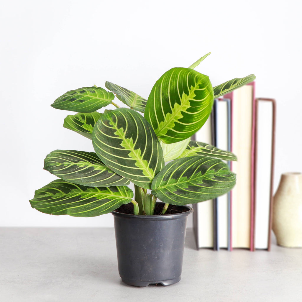 Live Plant Lemon Lime Prayer Plant -  4" Pot
